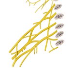 Plexus brachialis